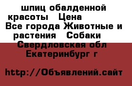 шпиц обалденной красоты › Цена ­ 22 000 - Все города Животные и растения » Собаки   . Свердловская обл.,Екатеринбург г.